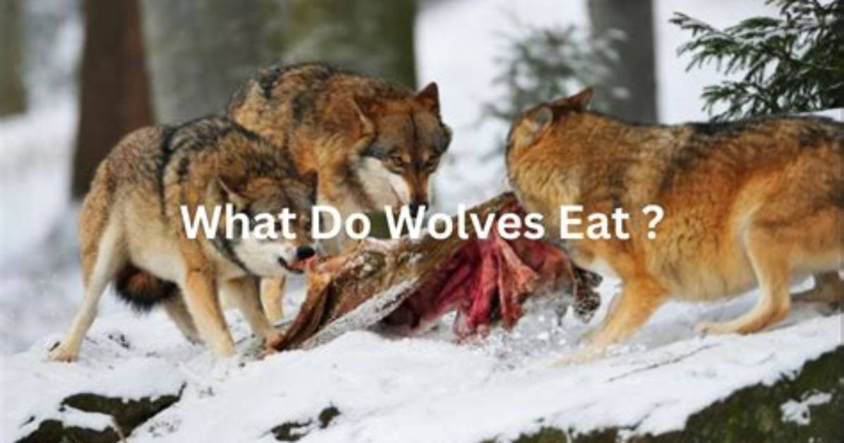 Do People Eat Wolves?