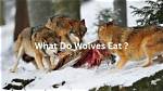 Do People Eat Wolves?