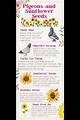 Do Pigeons Like Sunflower Seeds?