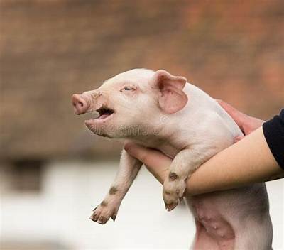 Do Pigs Cry When They're Sad?