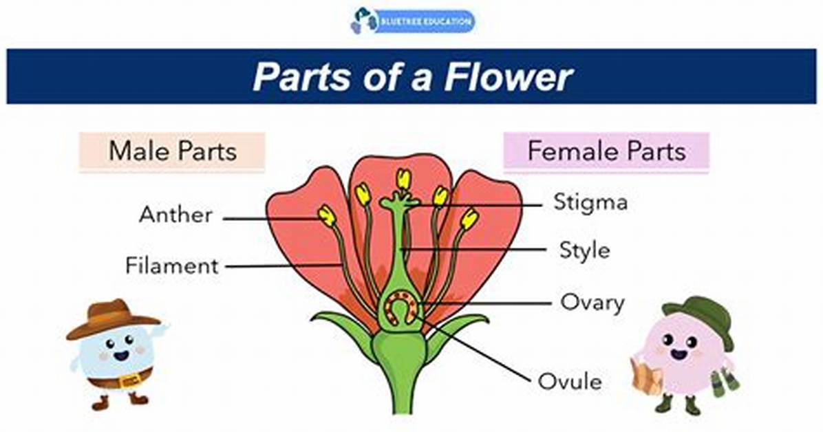 Do Plants Have Genders?