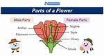 Do Plants Have Genders?