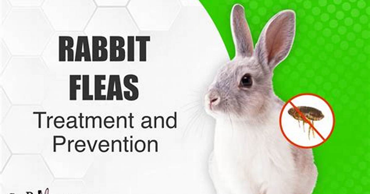 Do Rabbits Need Flea Treatment?