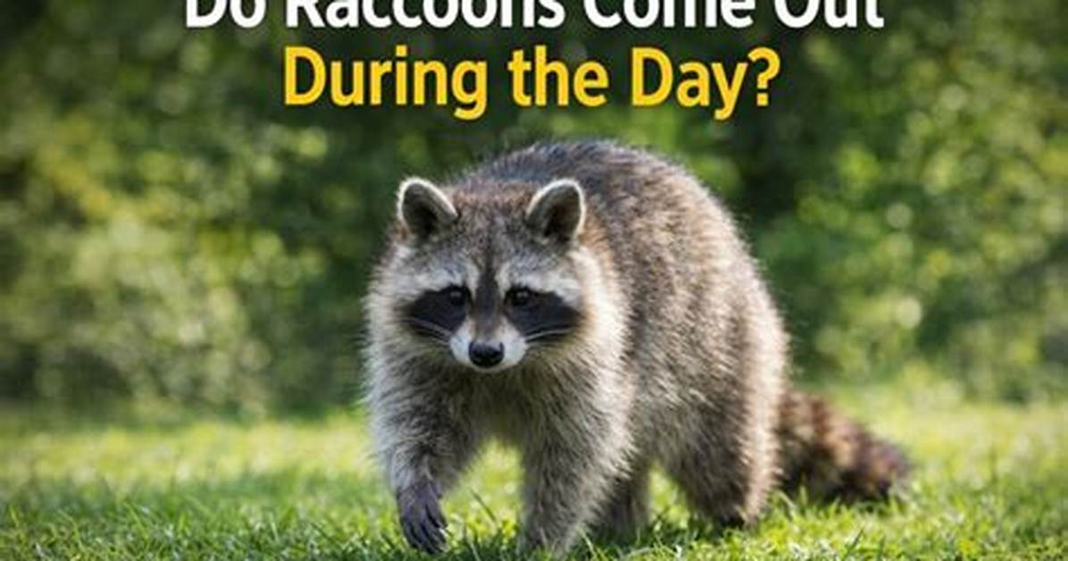 Do Raccoons Come out During the Day?