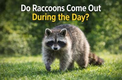 Do Raccoons Come out During the Day?