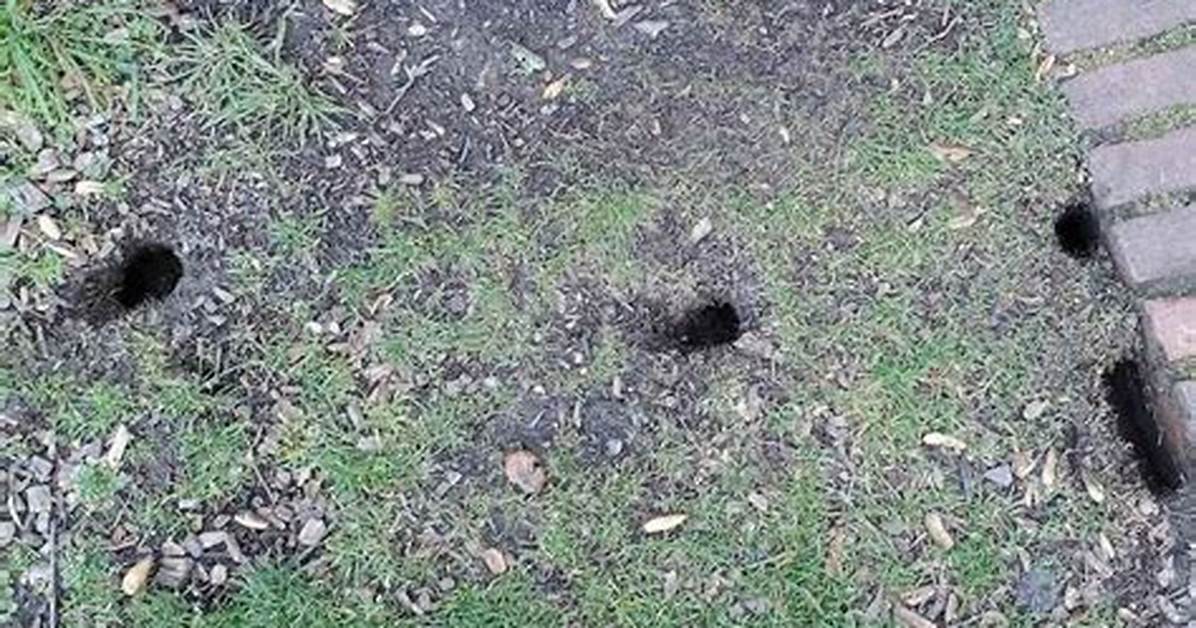 Do Rats Dig Holes in the Ground?