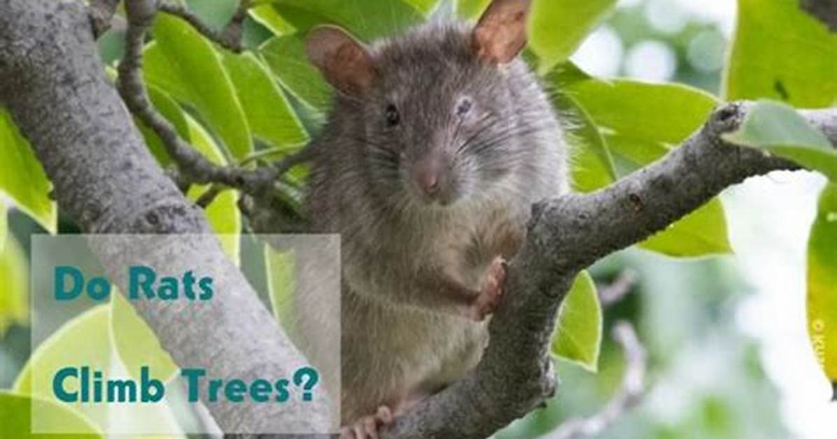 Do Rats Run up Trees?