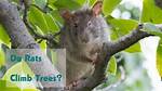 Do Rats Run up Trees?