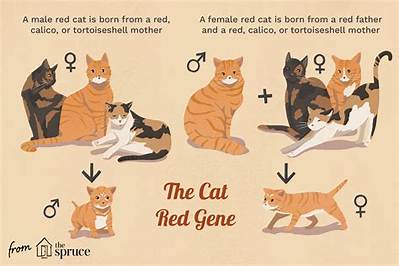 Do Red Cats Exist?