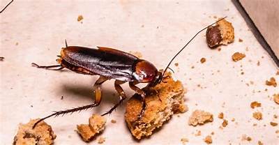 Do Roaches Eat Your Eyelashes?