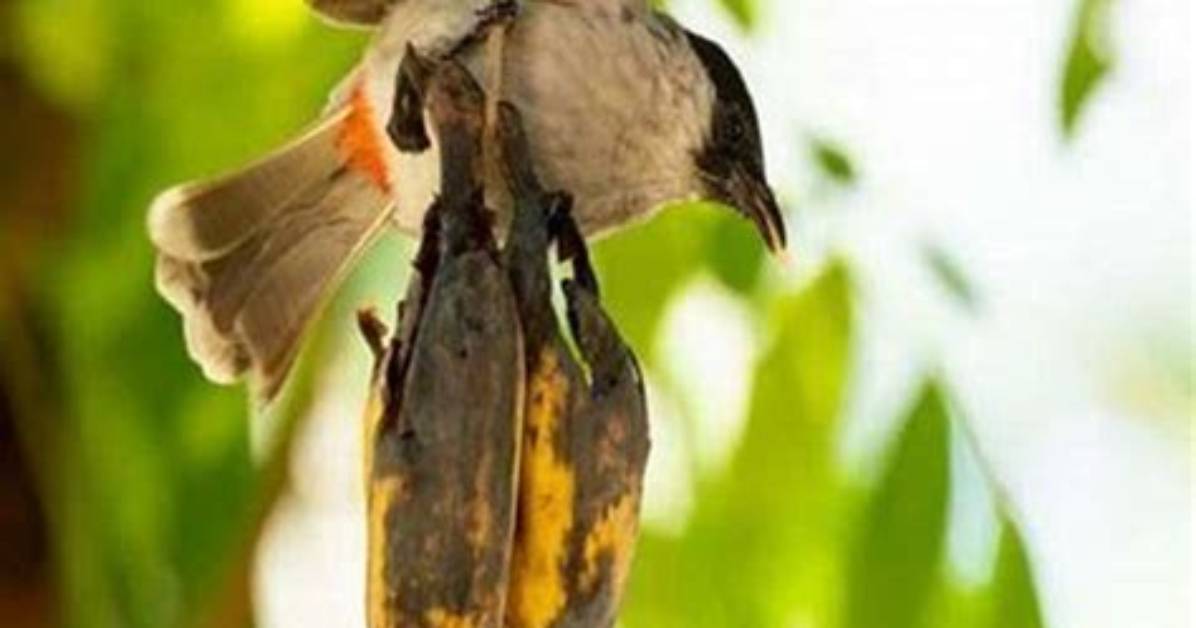Do Robins Eat Bananas?