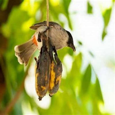 Do Robins Eat Bananas?