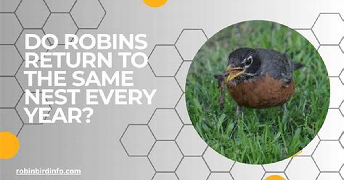 Do Robins Return to the Same Place Every Year?