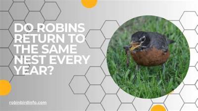 Do Robins Return to the Same Place Every Year?