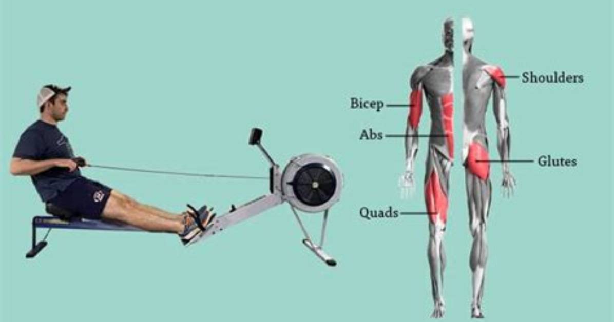 Do Rowers Work Abs?