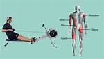 Do Rowers Work Abs?