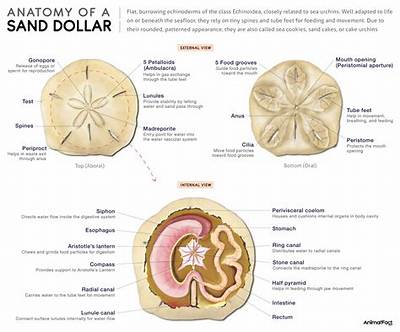 Do Sand Dollars Have Brains?