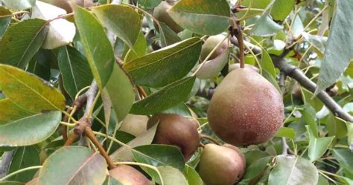 Do Seckel Pears Ripen on the Tree?