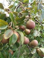 Do Seckel Pears Ripen on the Tree?