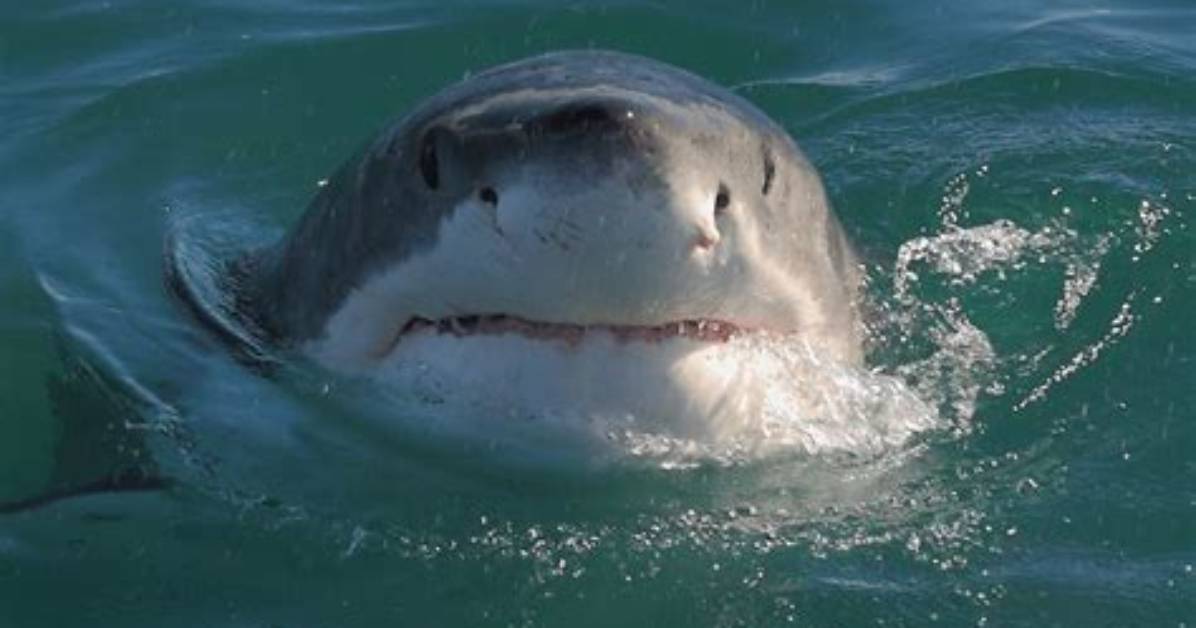 Do Sharks Have Nostrils?