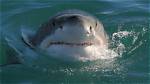 Do Sharks Have Nostrils?