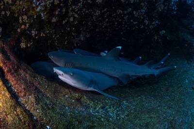 Do Sharks Swim While Sleeping?
