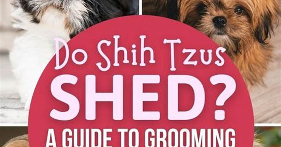 Do Shih Tzu Shed: Understanding the Truth About Their Coat