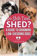Do Shih Tzu Shed: Understanding the Truth About Their Coat