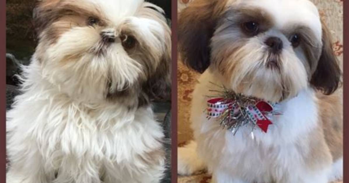 Do Shih Tzus Have Hair or Fur? Unlocking the Truth About Their Coat