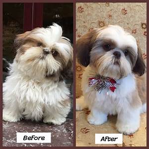 Do Shih Tzus Have Hair or Fur? Unlocking the Truth About Their Coat