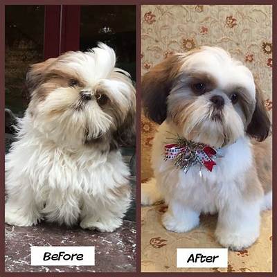 Do Shih Tzus Have Hair or Fur? Unlocking the Truth About Their Coat