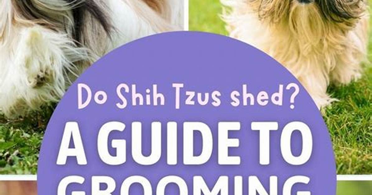 Do Shih Tzus Shed Hair? Everything You Need to Know About Shih Tzu Shedding