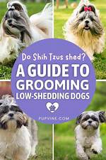Do Shih Tzus Shed Hair? Everything You Need to Know About Shih Tzu Shedding