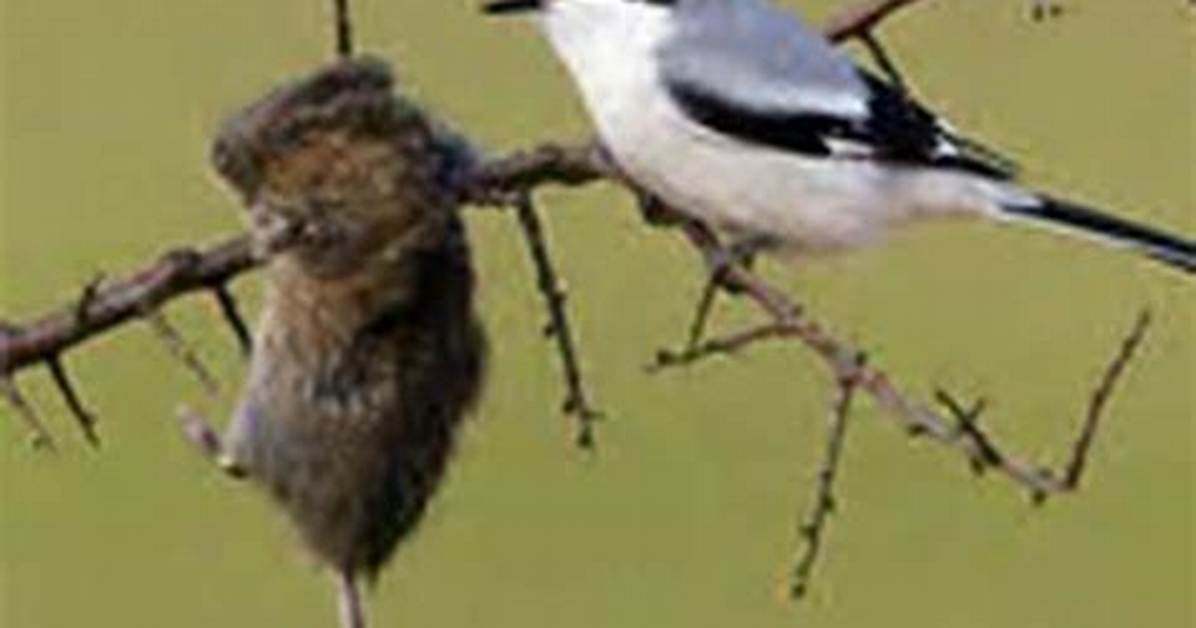 Do Shrikes Eat Other Birds?
