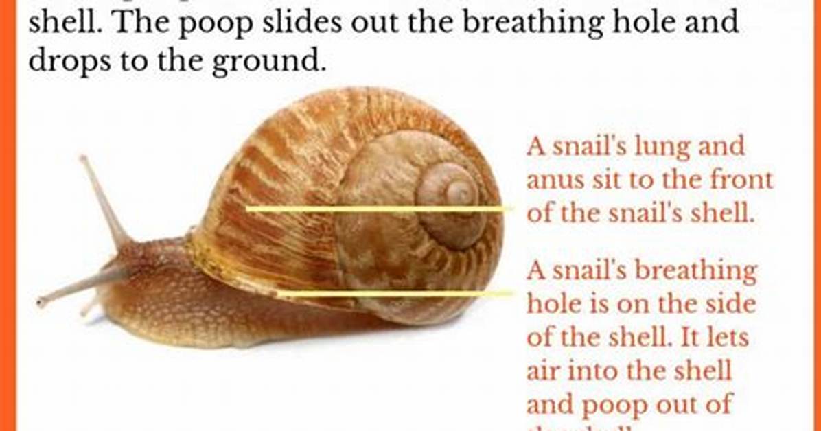 Do Snails Poop?