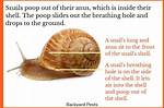 Do Snails Poop?
