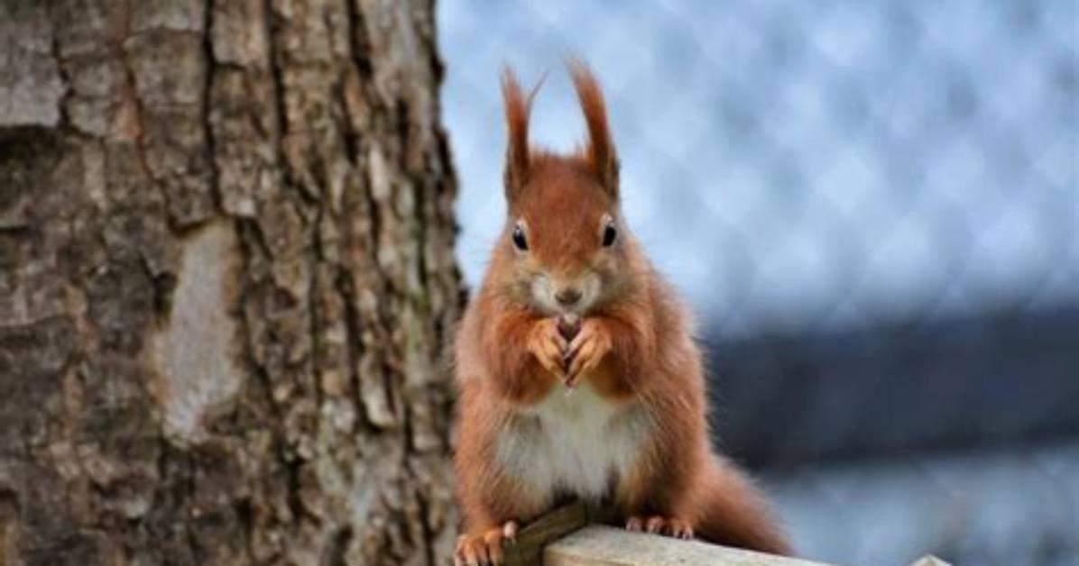Do Squirrels Get Sad When Another Dies?
