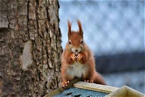 Do Squirrels Get Sad When Another Dies?