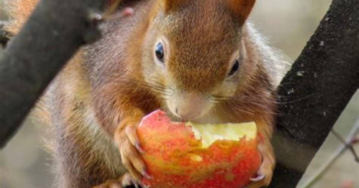 Do Squirrels Like Apples?