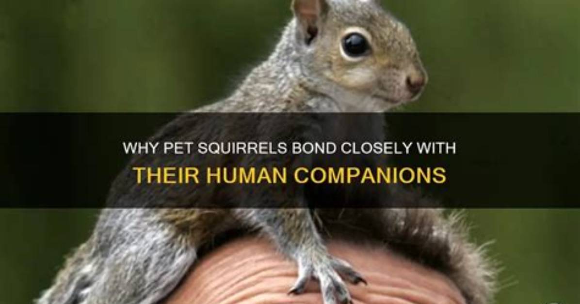 Do Squirrels Like to Be Pet?