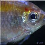 Do Tetras Have Teeth?