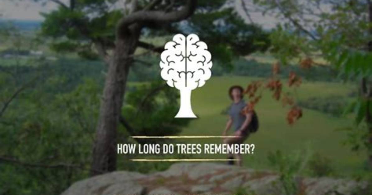 Do Trees Remember?