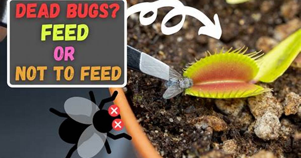 Do Venus Flytraps Eat Dead Bugs?