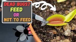 Do Venus Flytraps Eat Dead Bugs?