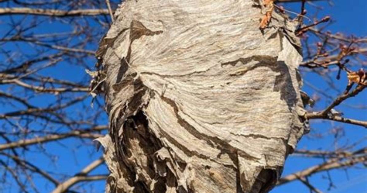 Do Wasps Leave Their Nest in Winter?