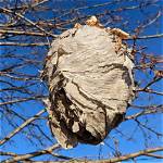Do Wasps Leave Their Nest in Winter?