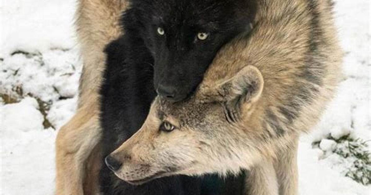 Do Wolves Love Humans?