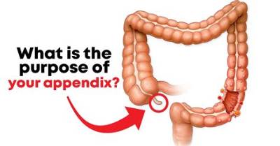 Do You Have to Have Your Appendix out to Go to Antarctica?