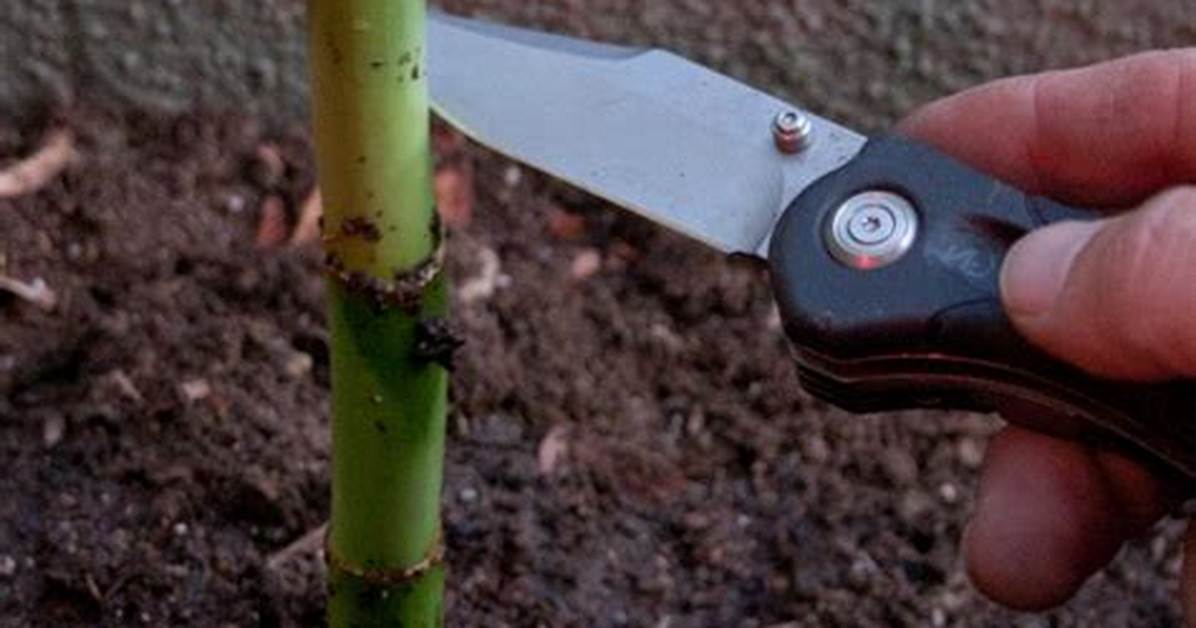 Do You Replant Bamboo?