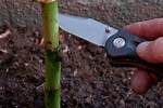 Do You Replant Bamboo?